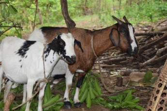 African goats