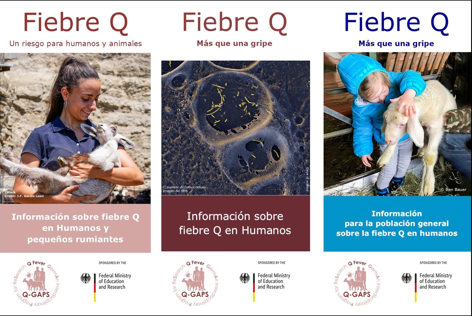 Q-Fieber Flyer spanisch