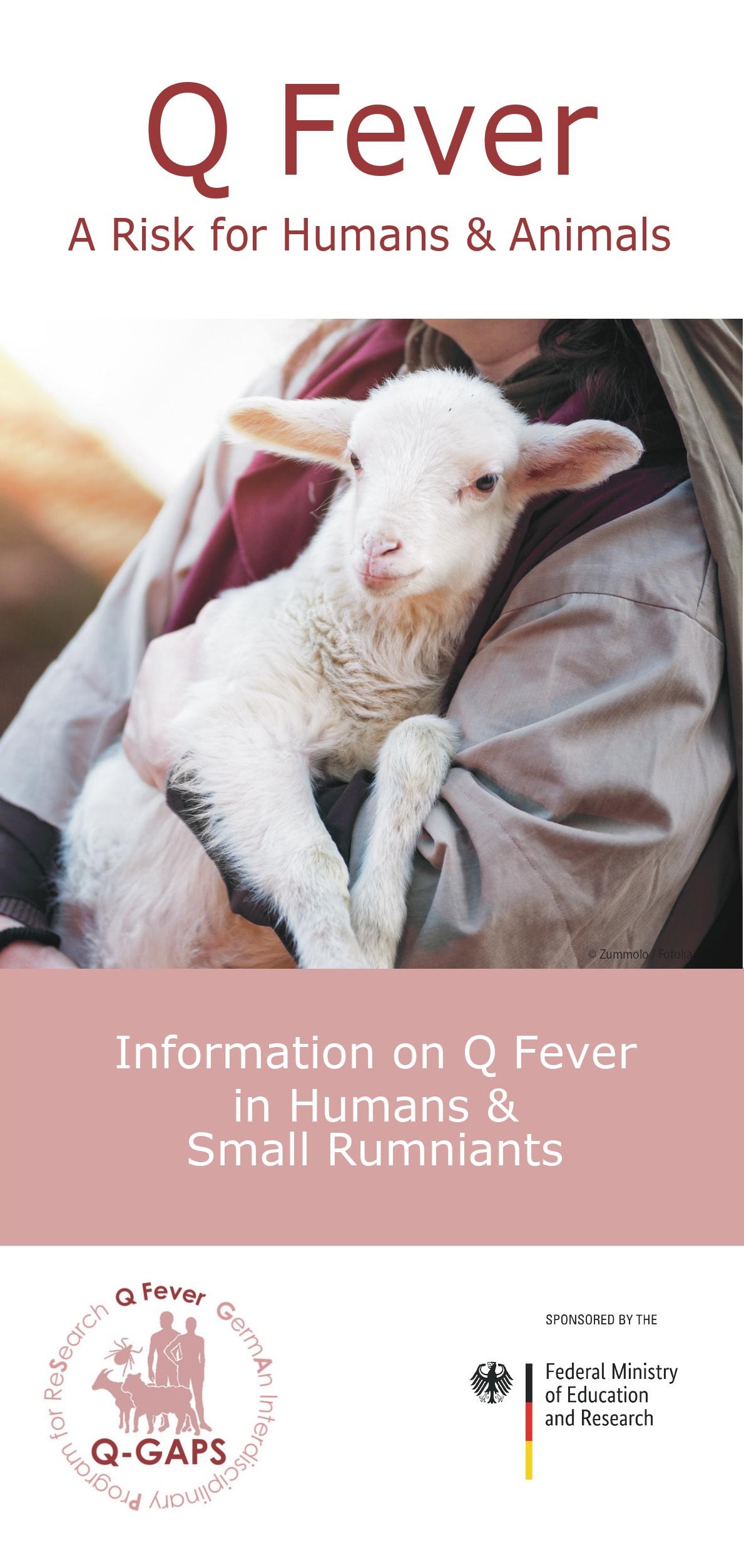 Flyer Information Q fever Human and Rumniants
