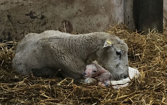 Q-Fieber Schaf Geburtsprodukte