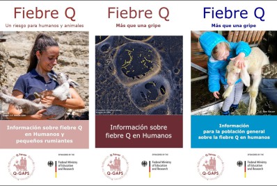 Q-Fieber Flyer spanisch